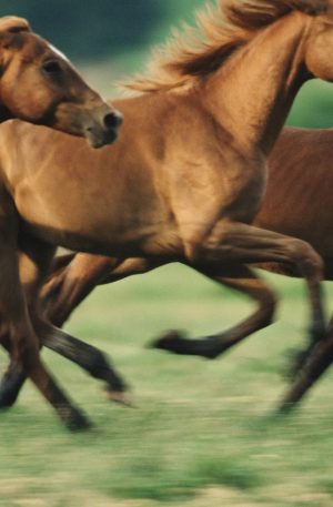 Lazarus-HorseBreeds
